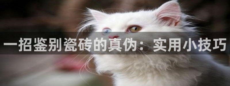 重庆和记黄埔官网