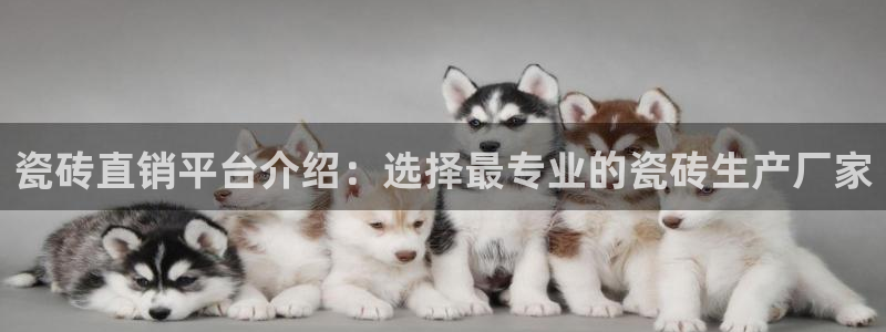 和记官网app是谁的